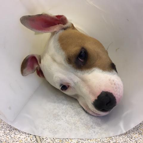 Ενημέρωση για τον Μπόλεκ