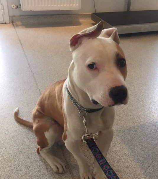 Το πρώτο χειρουργείο του Μπόλεκ.